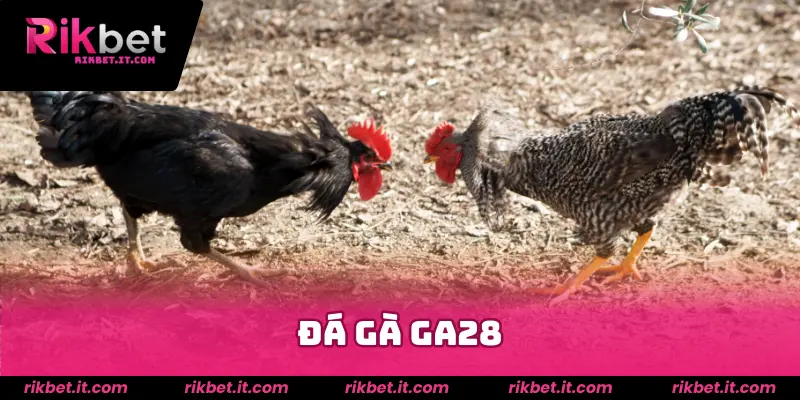 Đá gà GA28